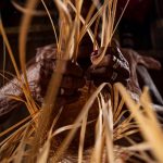 Artesol_FestivalAmazonia